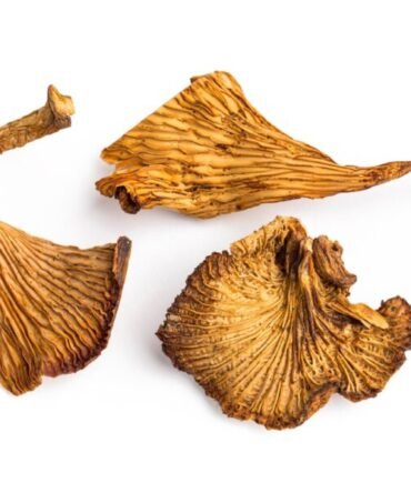 Chanterelles Mushroom