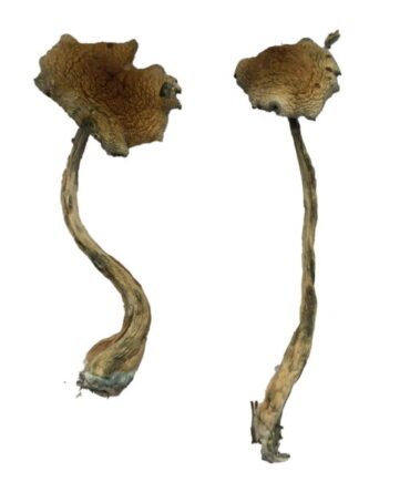 Alacabenzi Mushrooms