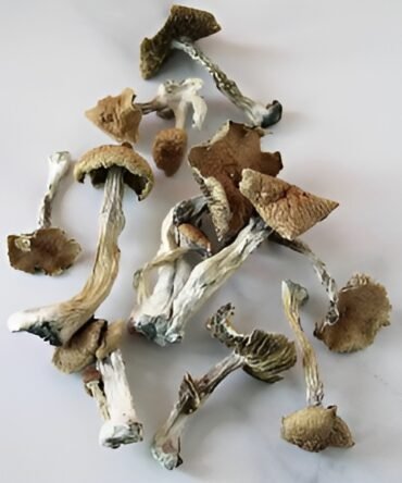 Alacabenzi Mushrooms