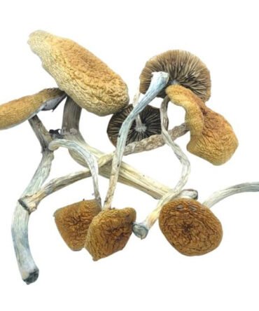 Mazatapec magic mushrooms