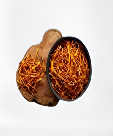 Cordyceps Mushroom