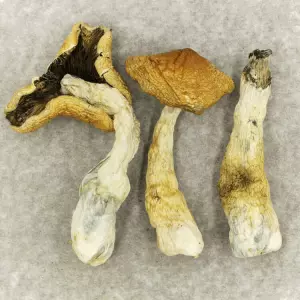 British Columbia Cyanescens Mushrooms