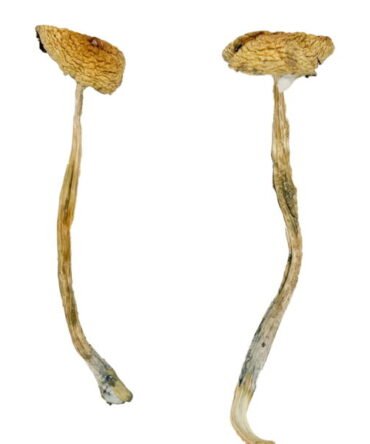 Nepalese Chitwan Mushrooms