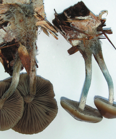 Psilocybe Allenii